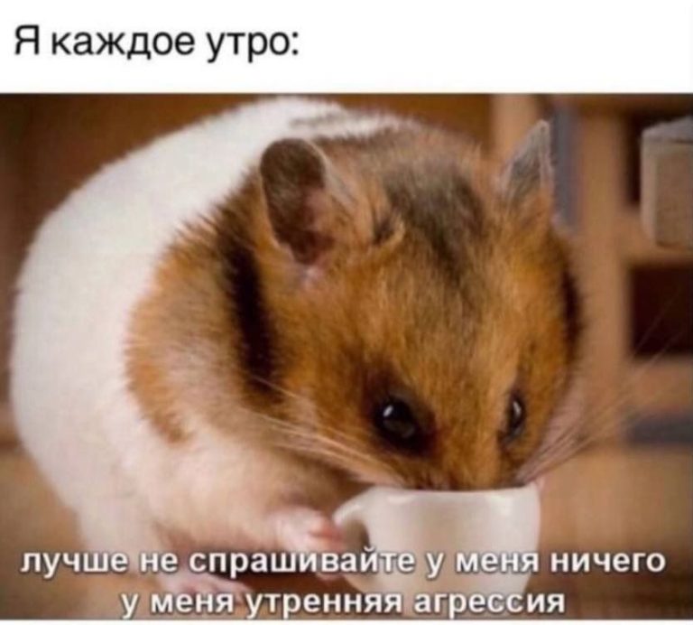 MS