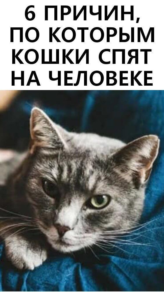 10 интересных фактов о кошках, о которых вы и не подозревали 10 интересных фактов о кошках, о которых вы и не подозревали