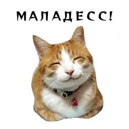 Набор стикеров для Telegram «Колкие фразы» Набор стикеров для Telegram «Колкие фразы»