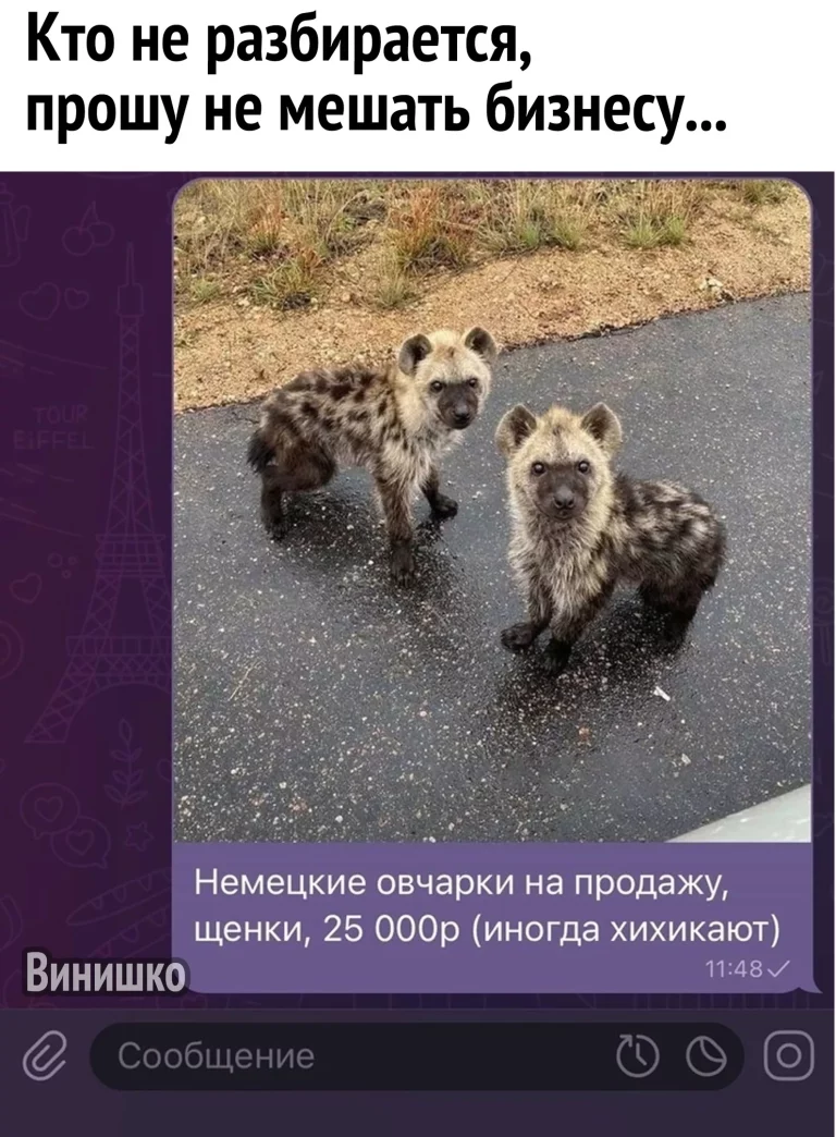Смешные мемы фразы на каждый день мем с котами подруги переписки с парнем storis открытка подарок