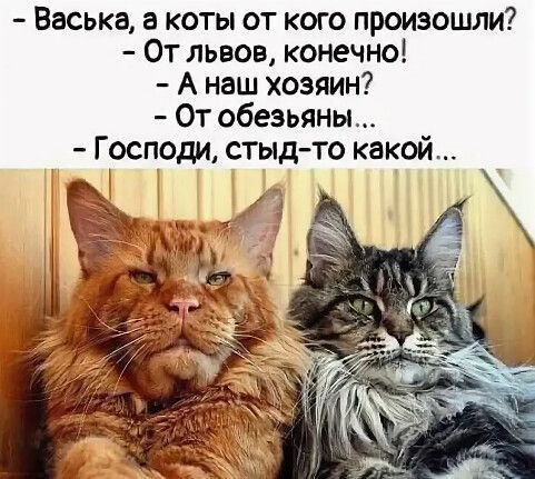юмор очень смешно 102 юмор очень смешно 102