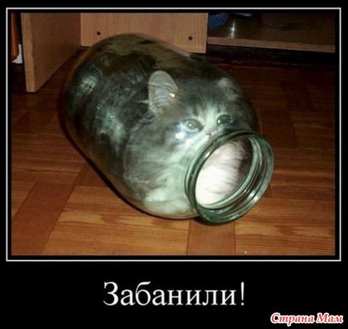 Котоюмор – 5 Котоюмор – 5