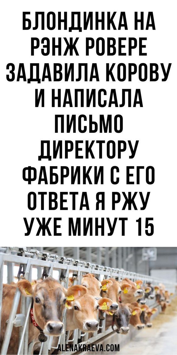Блондинка на Рэнж Ровере задавила корову и написала письмо директору фабрики. С его ответа я ржу уже минут 15! Блондинка на Рэнж Ровере задавила корову и написала письмо директору фабрики. С его ответа я ржу уже минут 15!