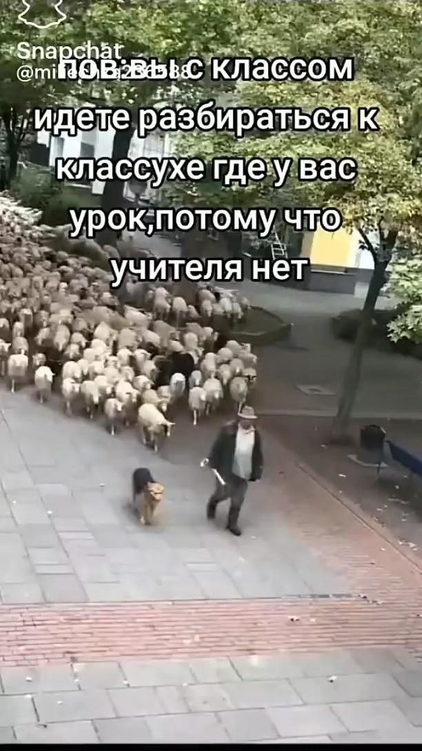мем школа класс овечки