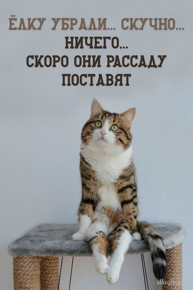 Коллекция забавных ВЕСЁЛЫХ картинок на разные темы Коллекция забавных ВЕСЁЛЫХ картинок на разные темы