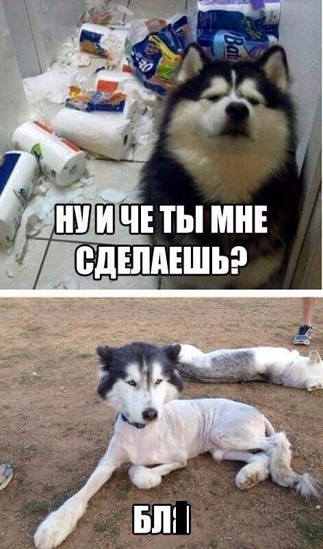 Смешные картинки с надписями Смешные картинки с надписями