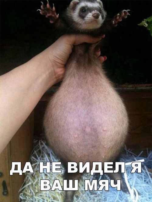 смешные открытки346 смешные открытки346