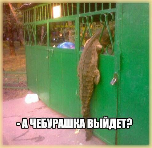 Где чебурашка Где чебурашка