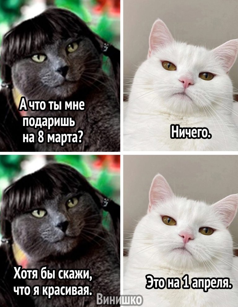 Смешные мемы фразы на каждый день мем с котами подруги переписки с парнем storis открытка подарок