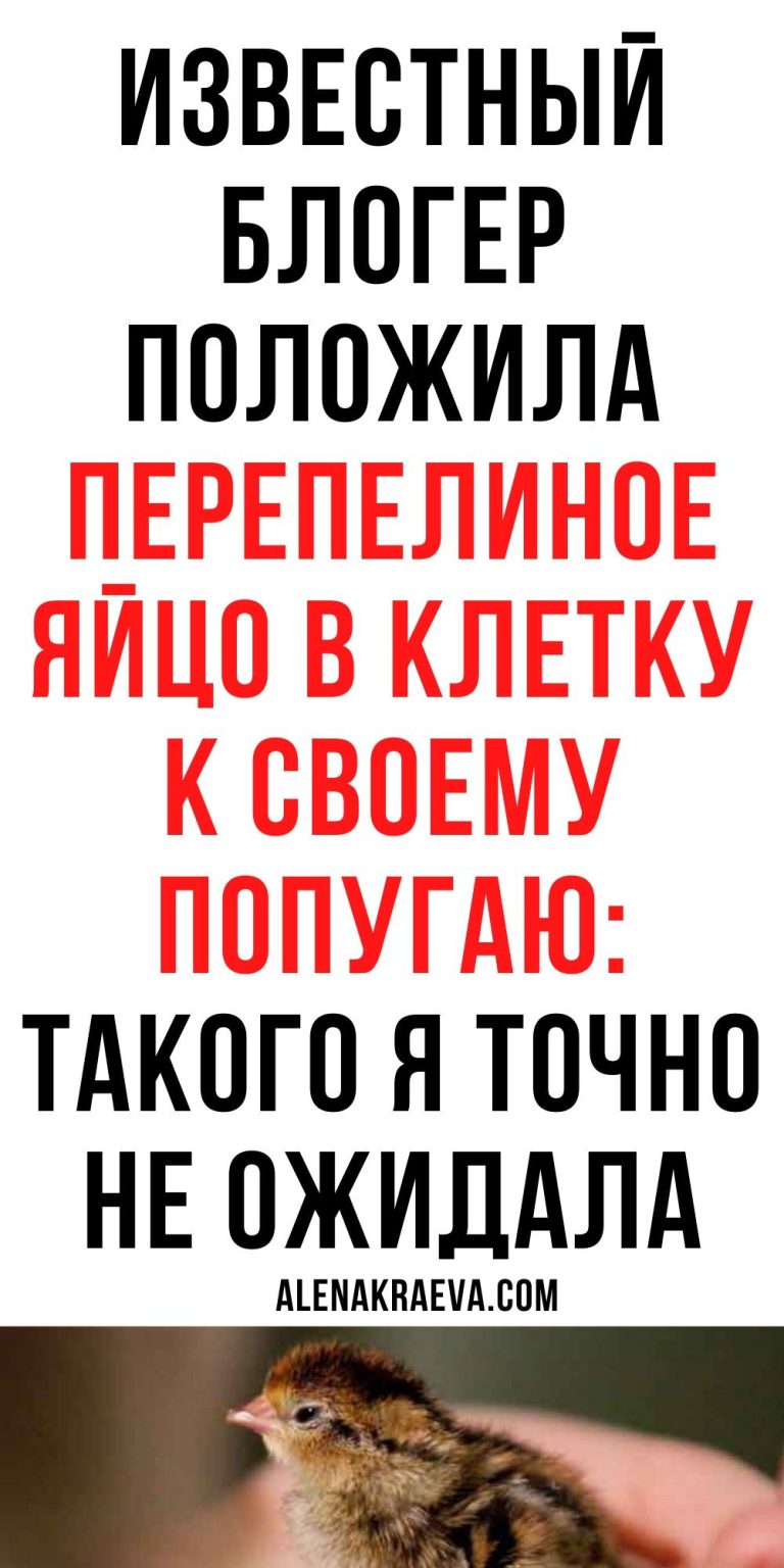 Реальная история, перепелиное яйцо и попугай | my-tips.ru Реальная история, перепелиное яйцо и попугай | my-tips.ru