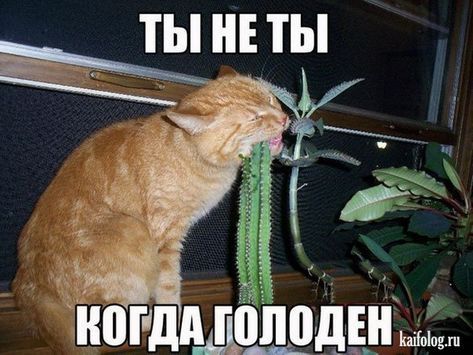 Новые открытки (40 картинок) Новые открытки (40 картинок)