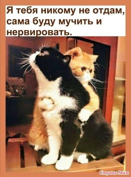 Котоюмор – 8 Котоюмор – 8
