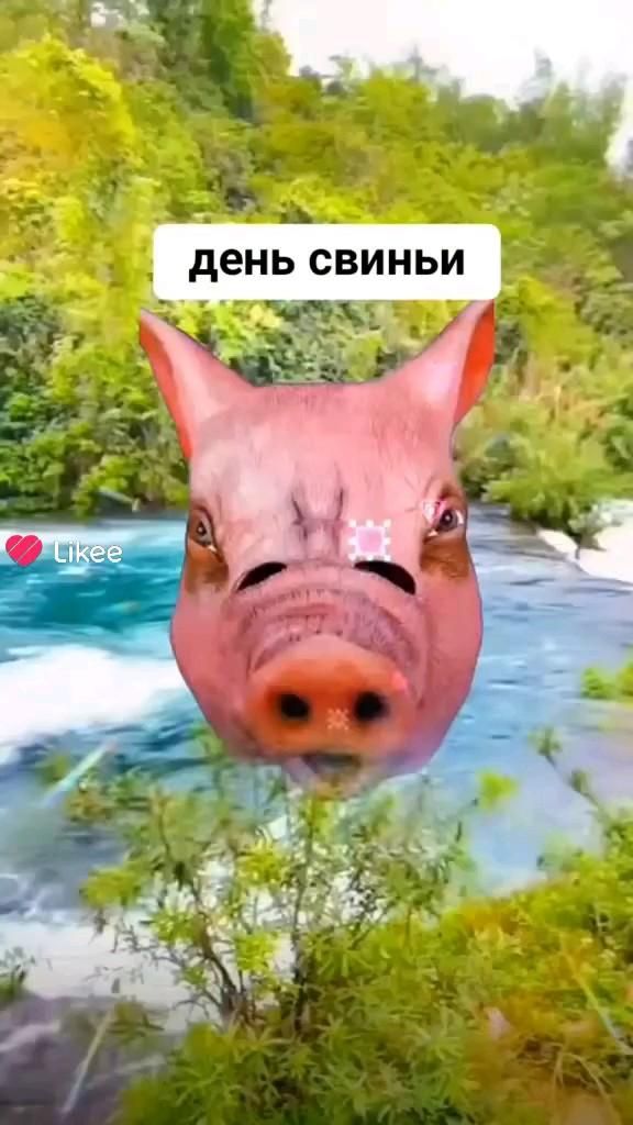 люби свою свиноту люби свою свиноту