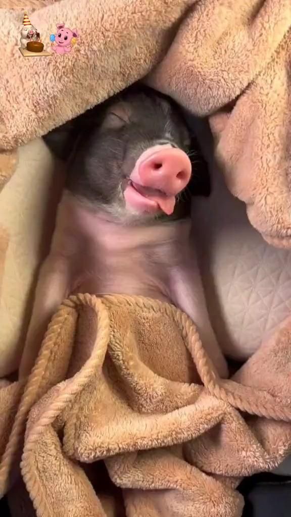 funn pig funn pig