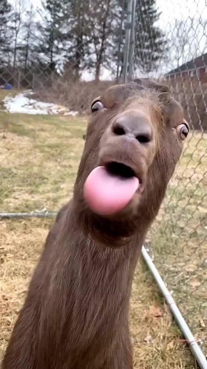 animal funny animal funny