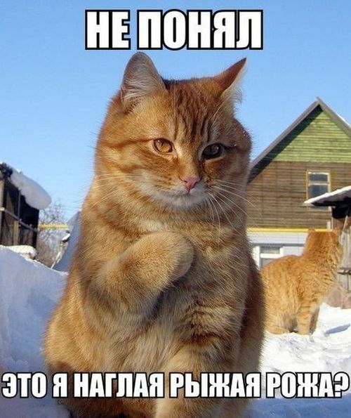 Веселые картинки и фото с прикольными надписями – Ржы! Веселые картинки и фото с прикольными надписями – Ржы!