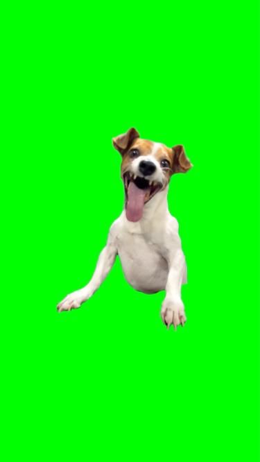 Green Screen Laughing Dog Meme Green Screen Laughing Dog Meme