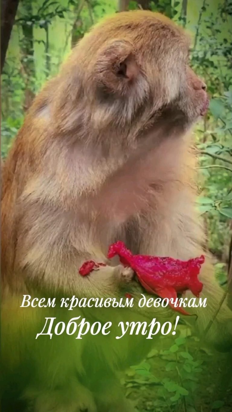 доброе утро Красавицы! доброе утро Красавицы!