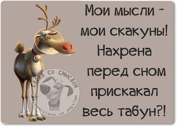 УМНЫЕ ФРАЗОЧКИ С ЮМОРОМ УМНЫЕ ФРАЗОЧКИ С ЮМОРОМ