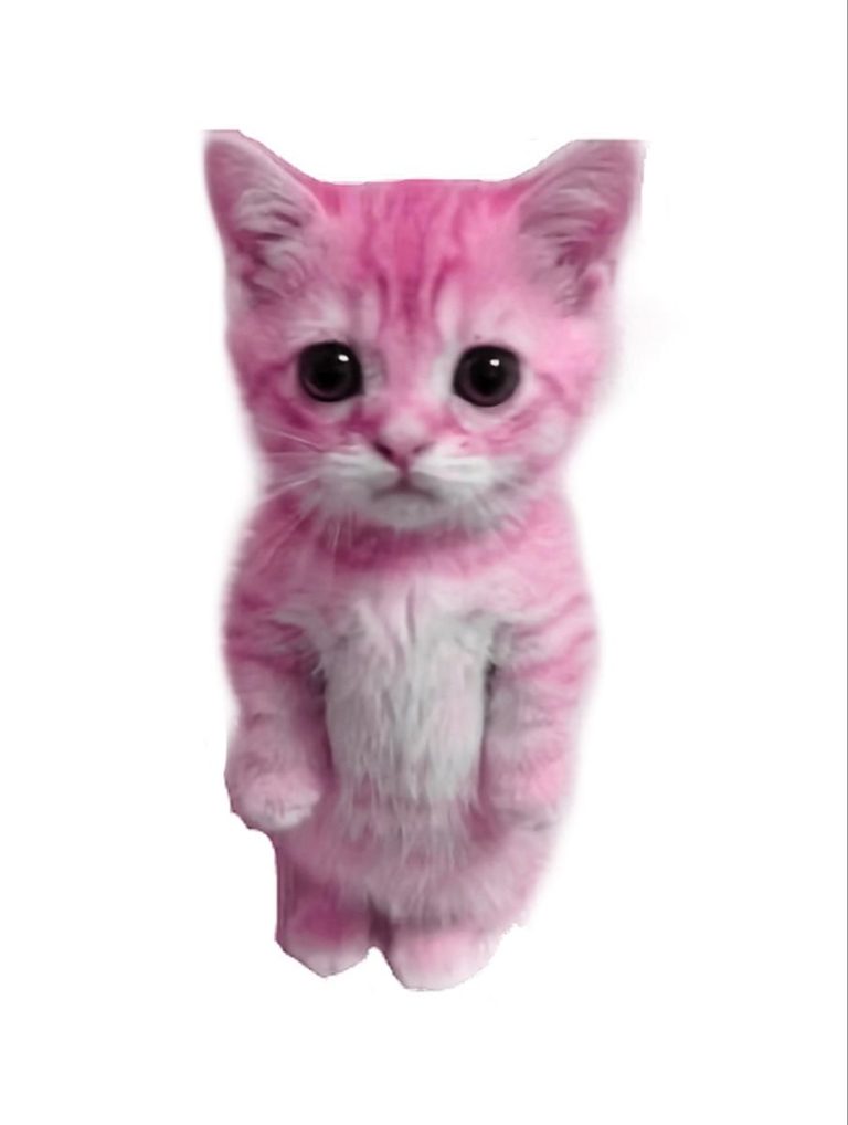 pink el gato pink el gato