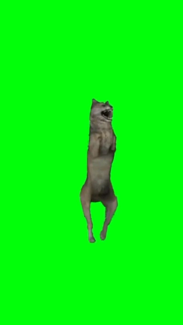wolf meme | волк мем | wolf dance | волк танец