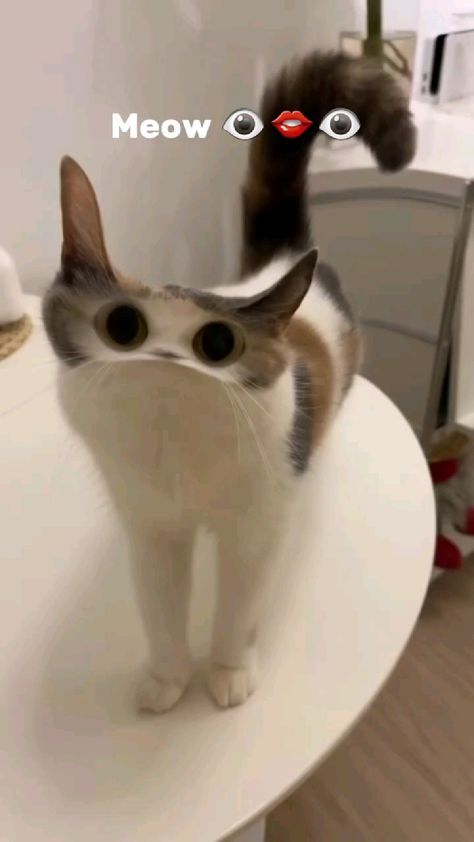≽^•⩊•^≼ ≽^•⩊•^≼