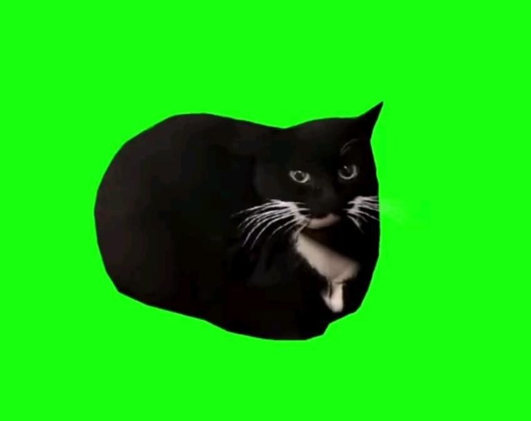 футаж с мем котиком футаж с мем котиком