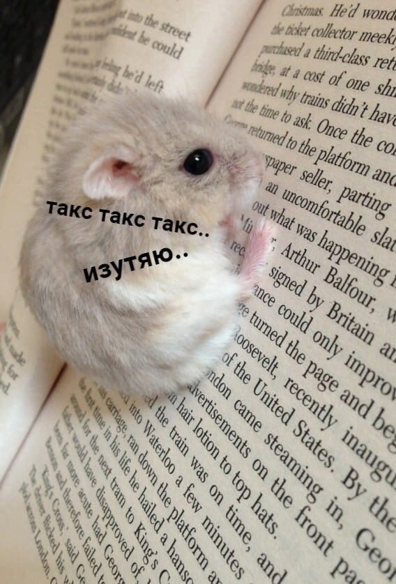 мышенок читает мышенок читает