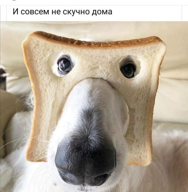 Смешно и весело | Ололо – смешные картинки и веселые истории Смешно и весело | Ололо – смешные картинки и веселые истории