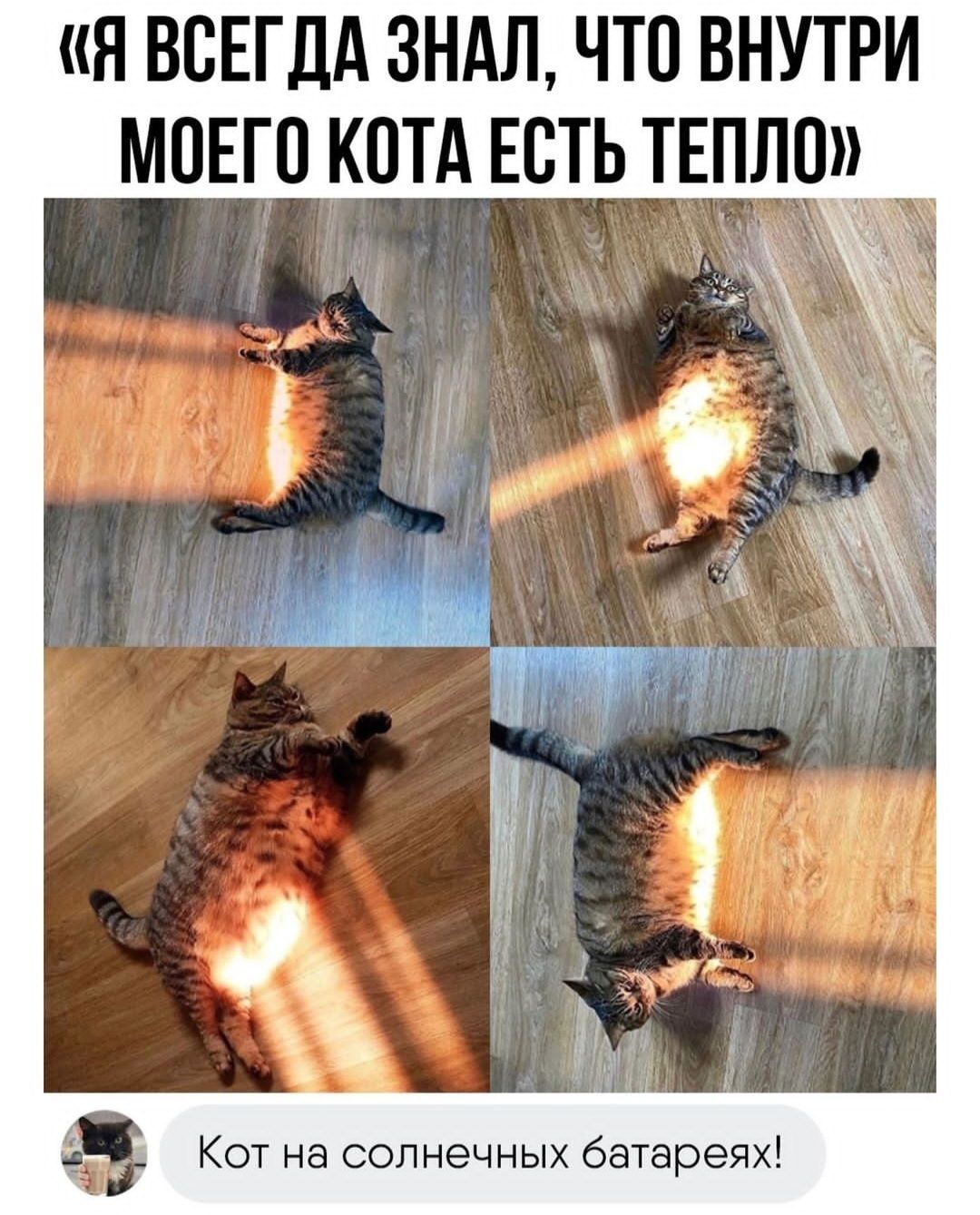 Смешные мемы фразы на каждый день мем с котами подруги переписки с парнем storis открытка подарок Смешные мемы фразы на каждый день мем с котами подруги переписки с парнем storis открытка подарок