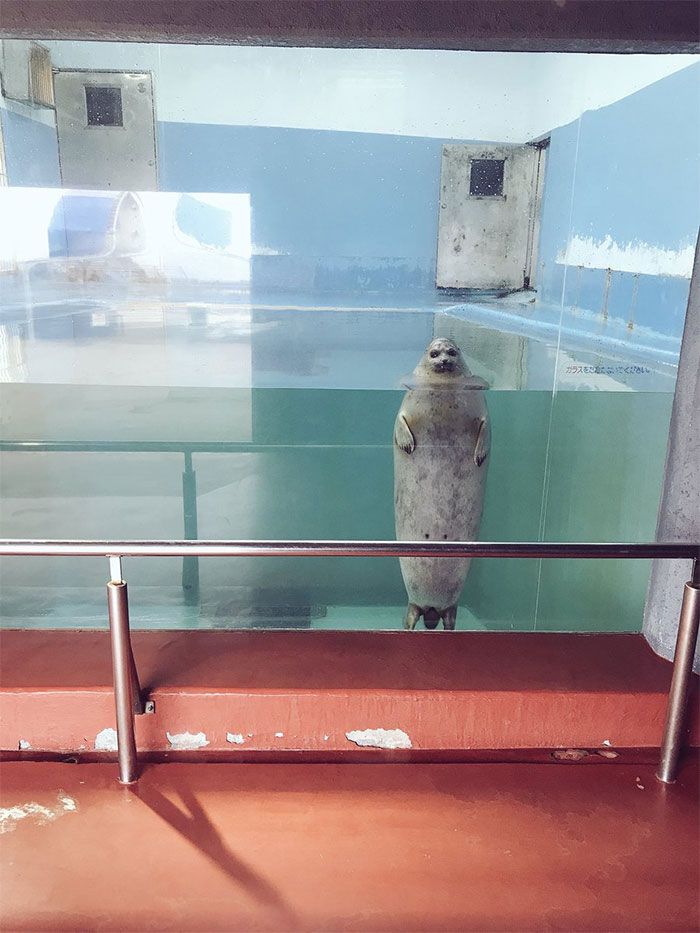 Animals-With-Threatening-Auras Animals-With-Threatening-Auras