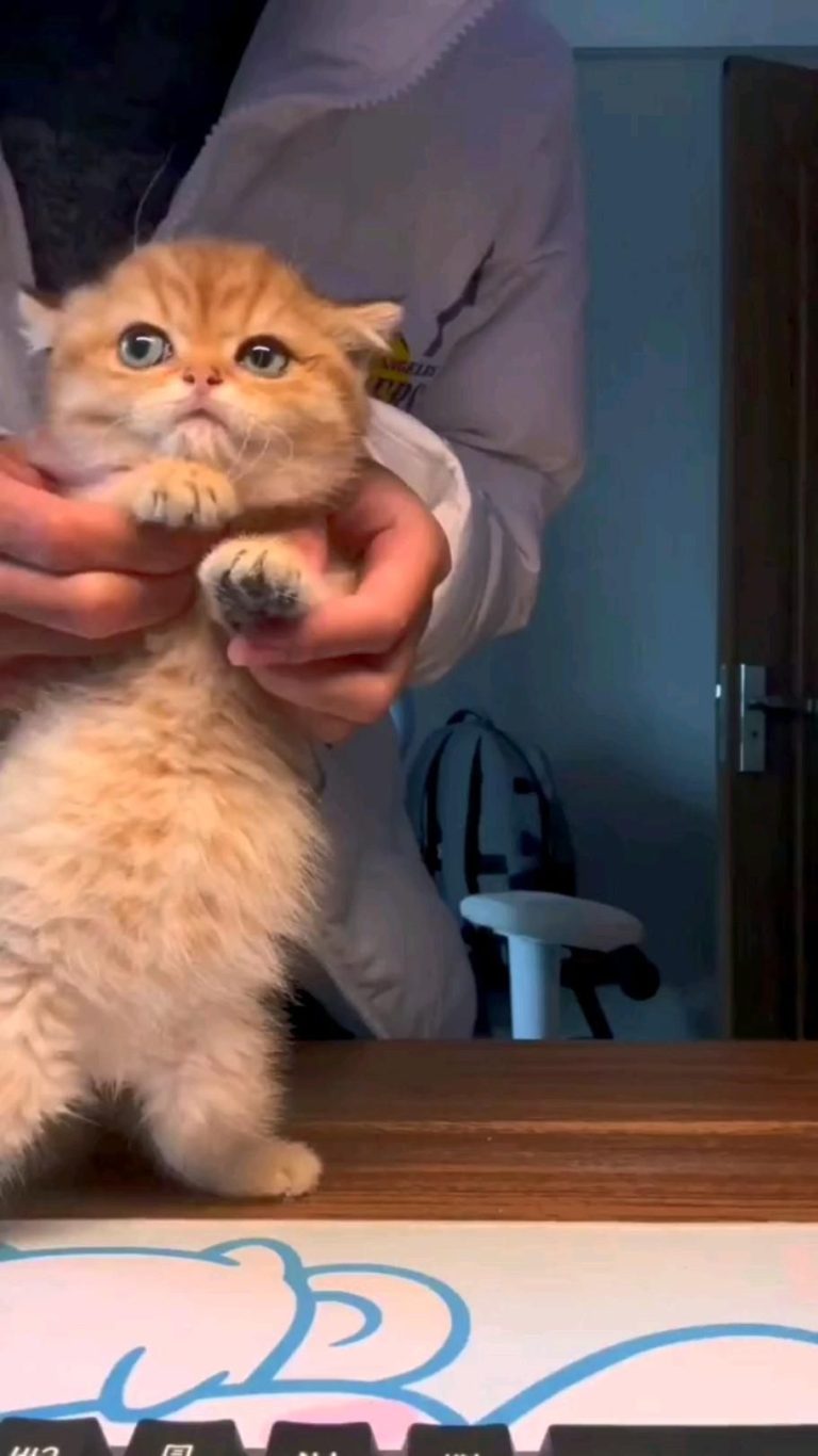 Коты, мемы, котята, танец Коты, мемы, котята, танец