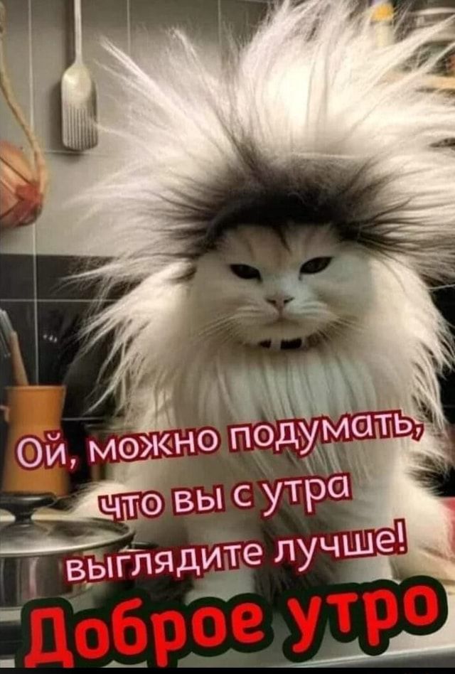 I можно ‘ овы с утра велядите луч – АйДаПрикол I можно ‘ овы с утра велядите луч – АйДаПрикол
