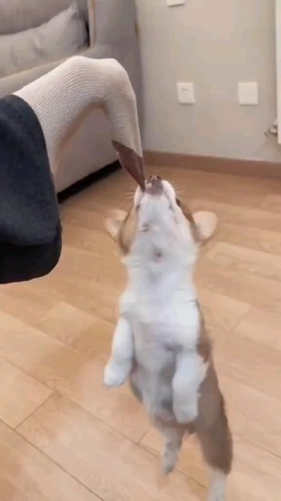 This Corgmas tree ornament is perfect! This Corgmas tree ornament is perfect!