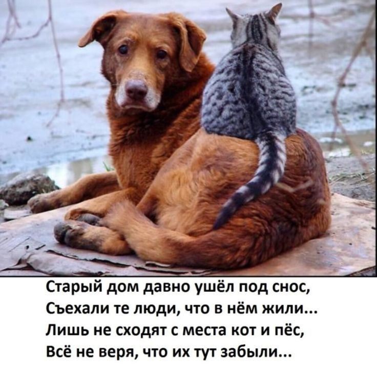 Преданные . Преданные .