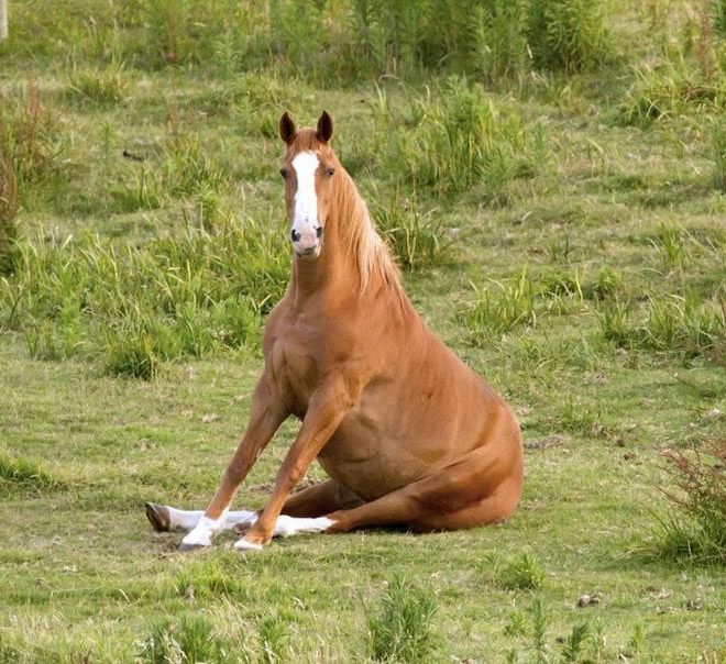 Did You Know That Some Horses Sit Like Dogs? Did You Know That Some Horses Sit Like Dogs?