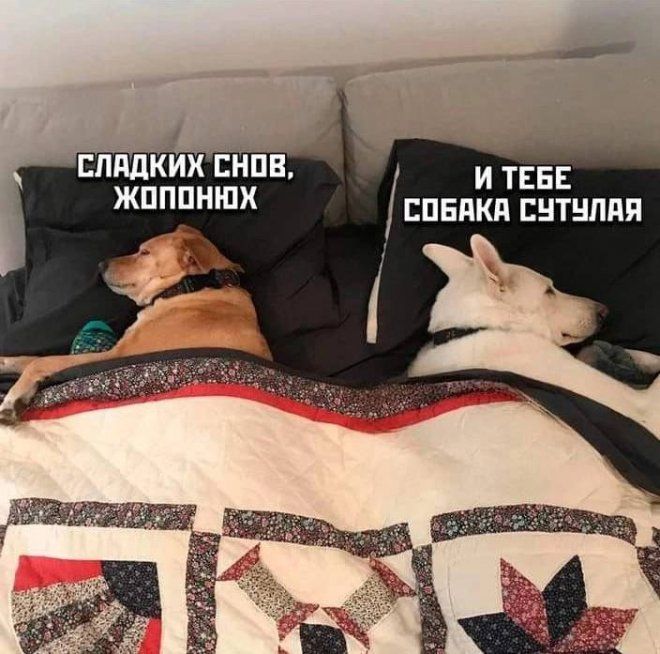 Прикольные картинки с надписями и лобстер на ужин Прикольные картинки с надписями и лобстер на ужин