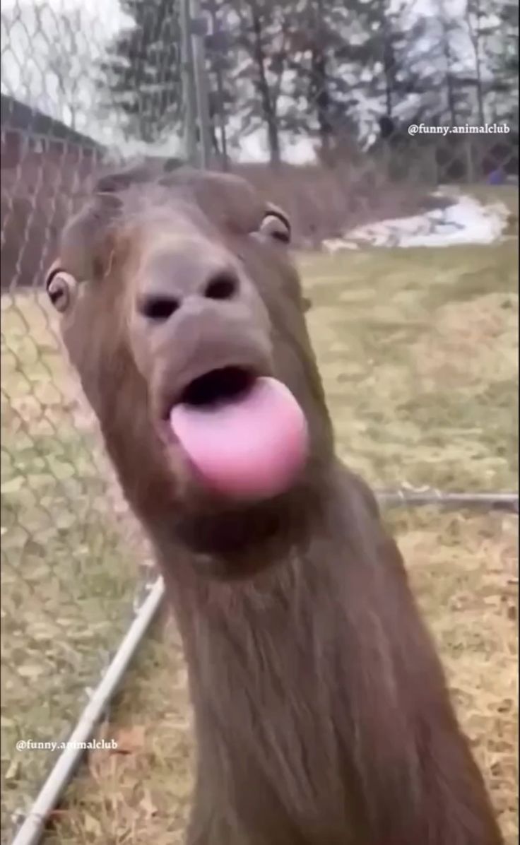funny animal video 2023 funny animal video 2023