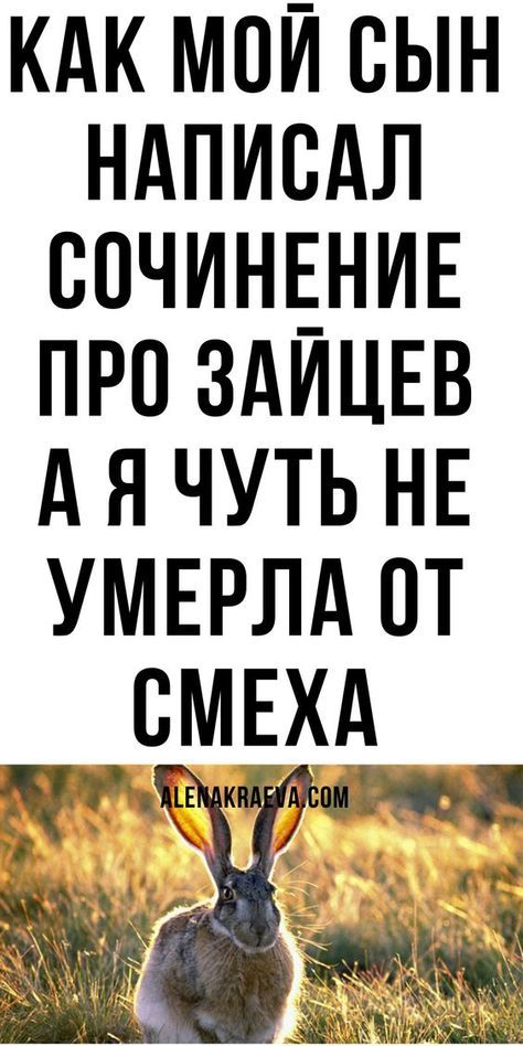 Как мой сын написал сочинение про зайцев Как мой сын написал сочинение про зайцев