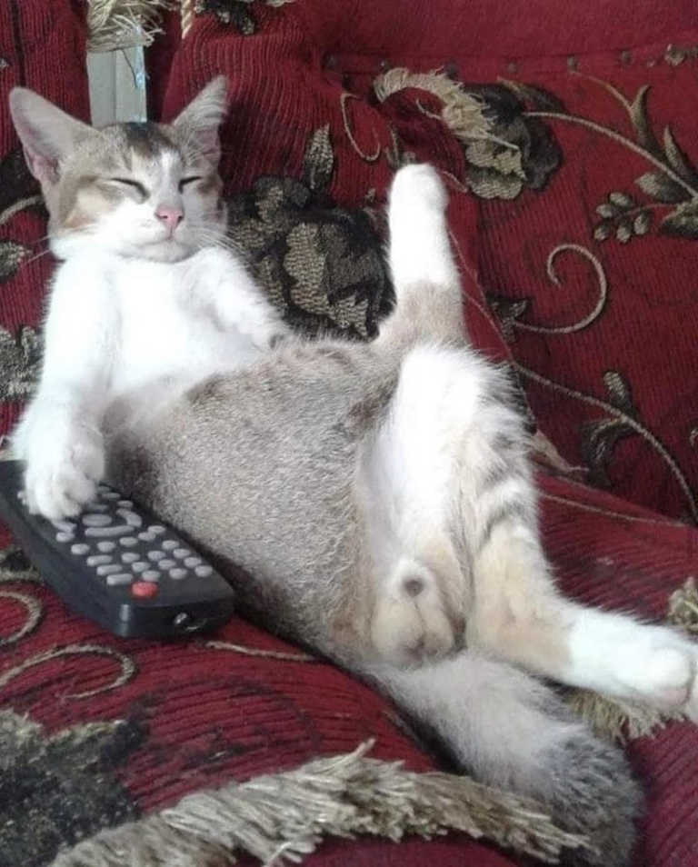 Hissterical Feline Funnies For A Better Day, Because Every Day Is Caturday At ICanHasCheezburger Hissterical Feline Funnies For A Better Day, Because Every Day Is Caturday At ICanHasCheezburger