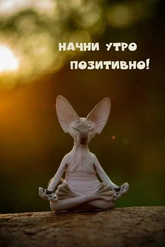 Доброе утро Доброе утро
