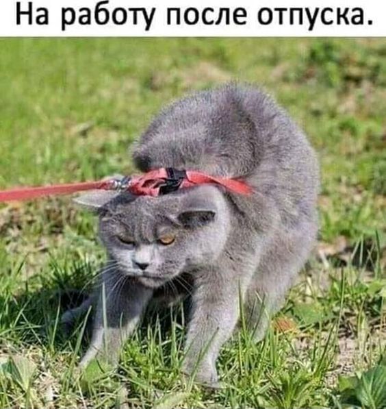 На работу после отпуска. – АйДаПрикол На работу после отпуска. – АйДаПрикол