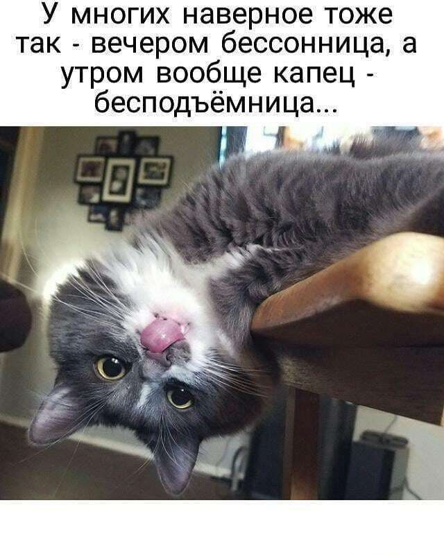 У многих наверное тоже так – вечером бессонница, а утром вообще капац – бесподёмница… – АйДаПрикол У многих наверное тоже так – вечером бессонница, а утром вообще капац – бесподёмница… – АйДаПрикол