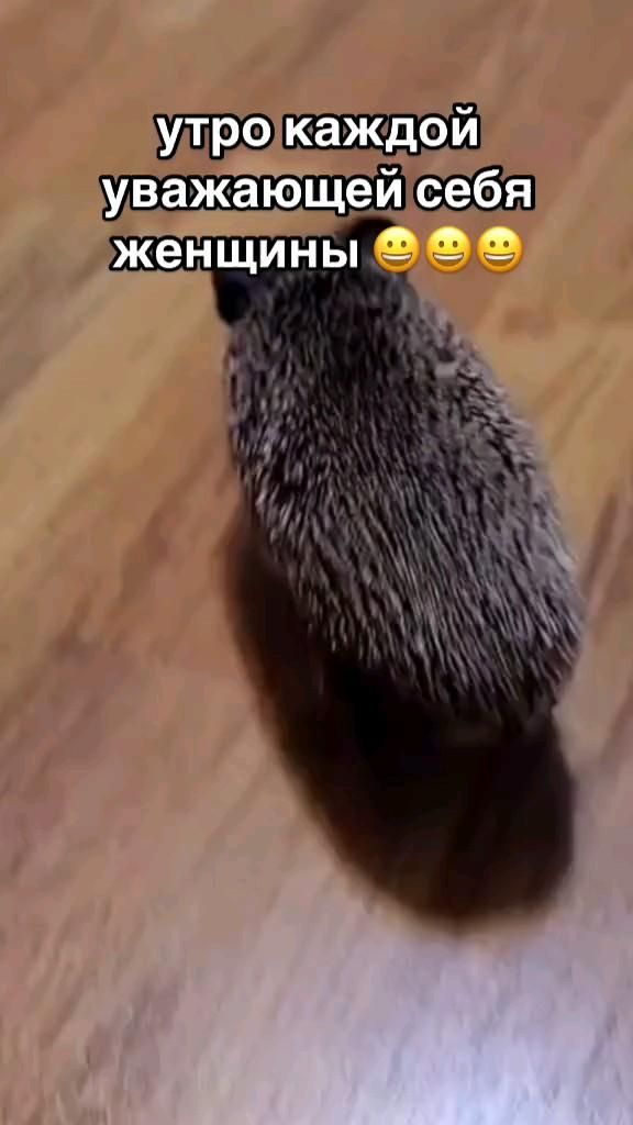 Утро деловой женщины 🤣 Утро деловой женщины 🤣