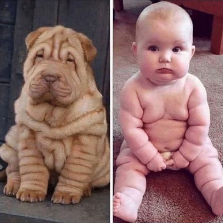 19 photos d’êtres humains qui se sont beaucoup trop rapprochés de leurs chiens ! 19 photos d’êtres humains qui se sont beaucoup trop rapprochés de leurs chiens !