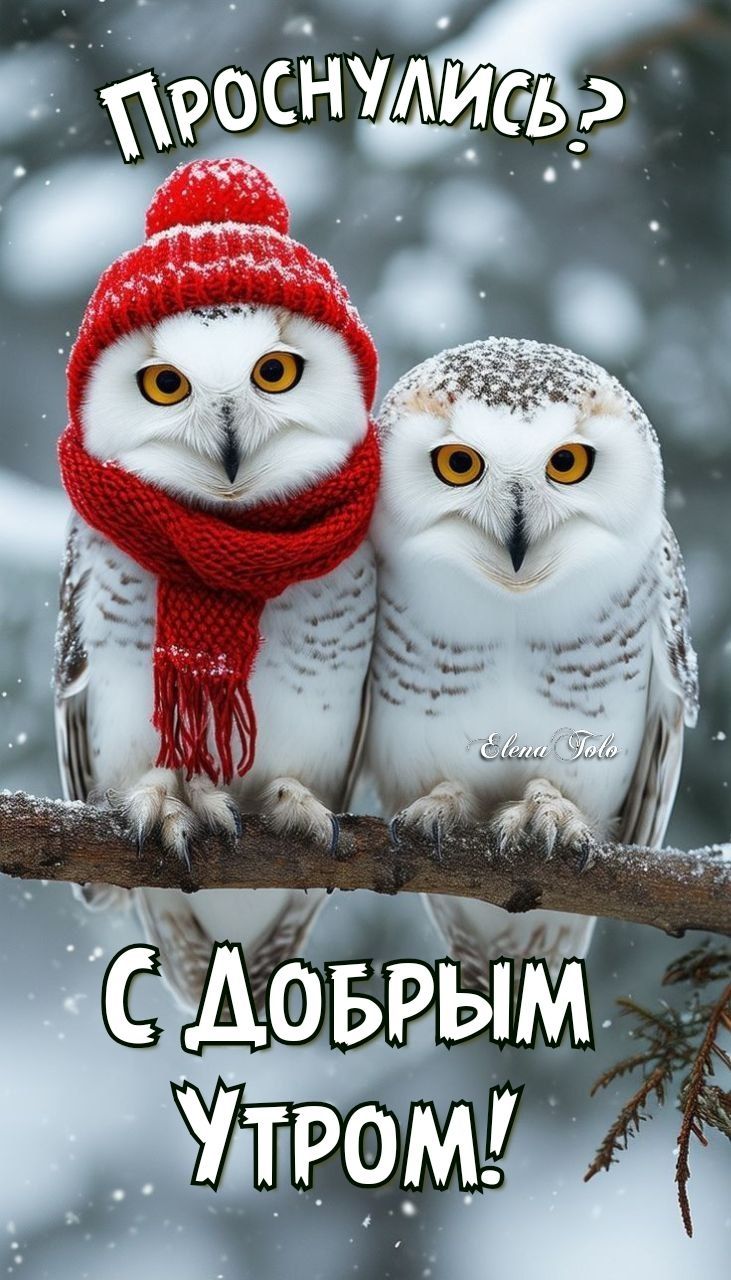 ПРОСНУЛИСЬ? ДОБРОЕ УТРО! ❄🎄🦉🦉❄🎄 ПРОСНУЛИСЬ? ДОБРОЕ УТРО! ❄🎄🦉🦉❄🎄