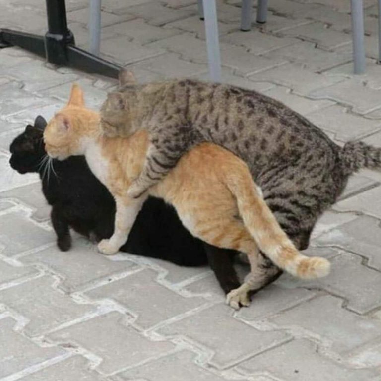 who owns the most expensive cat in the world most expensive cat in the world 2024 second most expens