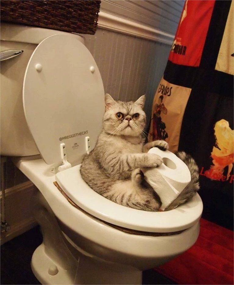 Angry Cat in the bathroom Angry Cat in the bathroom