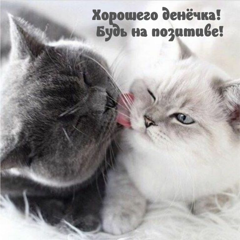 Картинка: Хорошего денёчка! Будь на позитиве! Картинка: Хорошего денёчка! Будь на позитиве!