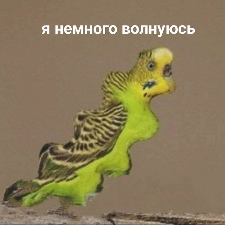 попугай мем попугай мем